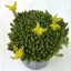 Sedum sexangulare - hatsoros varjúháj
