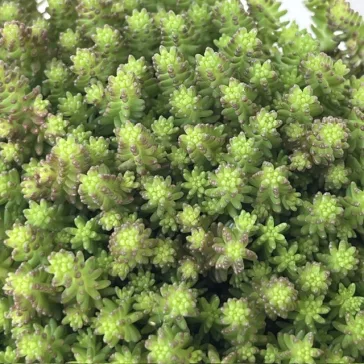 Sedum sexangulare - hatsoros varjúháj