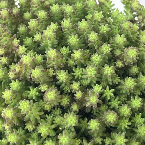 Sedum sexangulare - hatsoros varjúháj