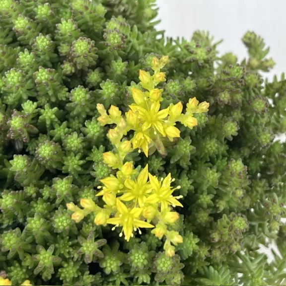 Sedum sexangulare - hatsoros varjúháj
