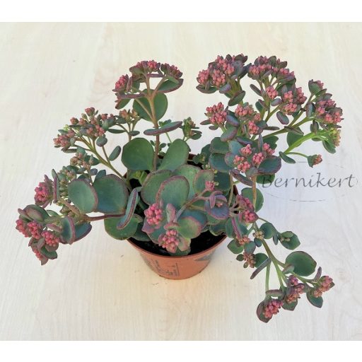 Októberi varjúháj