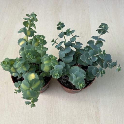 Októberi varjúháj