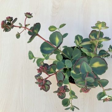 Októberi varjúháj tarkalevelű