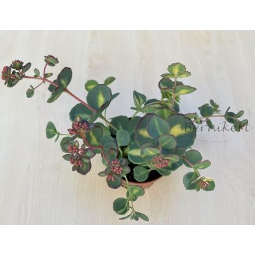 Októberi varjúháj tarkalevelű