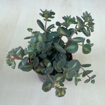 Októberi varjúháj tarkalevelű