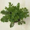 Kaukázusi varjúháj 