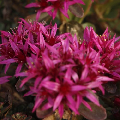 Sedum spurium 'Spot on pink'