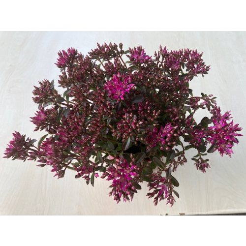 Sedum spurium 'Spot on deep rose' nagy méretű
