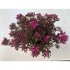 Sedum spurium 'Spot on deep rose' nagy méretű
