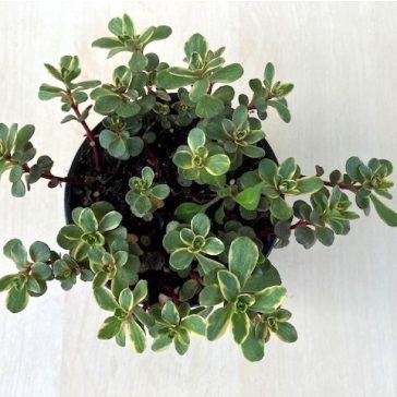 Kaukázusi varjúháj 'variegata'