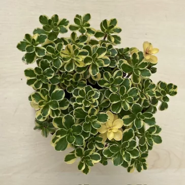 Kaukázusi varjúháj 'variegata'