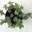 Kaukázusi varjúháj 'variegata'