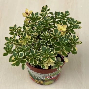 Kaukázusi varjúháj 'variegata'