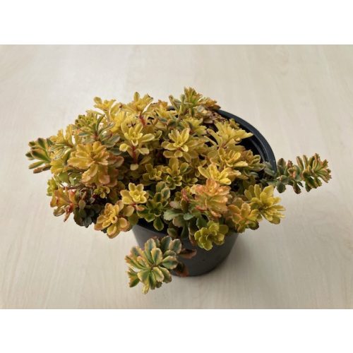 Sedum spurium 