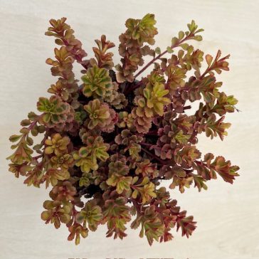 Sedum spurium 