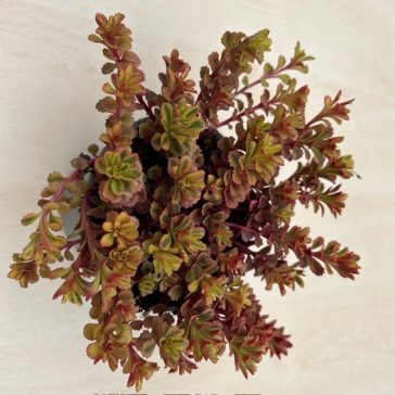 Sedum spurium 