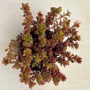Sedum spurium 