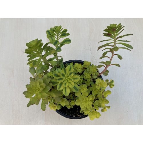 Sedum spurium tarka levelű