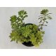Sedum spurium tarka levelű