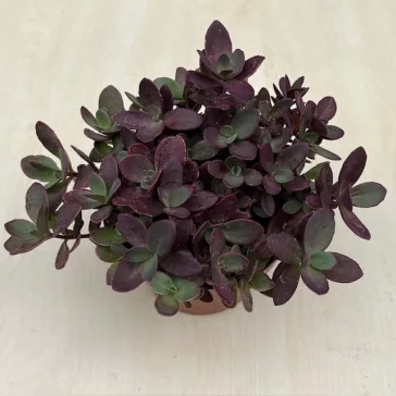 Sedum ‘Sunsparkler Firecracker’ 13 cm-es cserépben