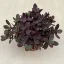 Sedum ‘Sunsparkler Firecracker’ 13 cm-es cserépben