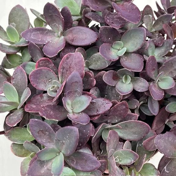 Sedum ‘Sunsparkler Firecracker’ 13 cm-es cserépben