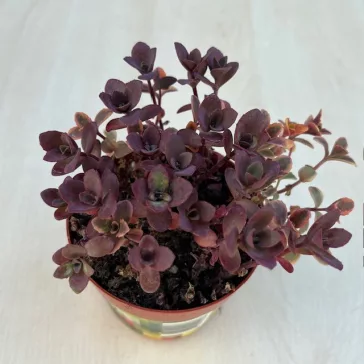 Sedum ‘Sunsparkler Cherry Tart’ S méret