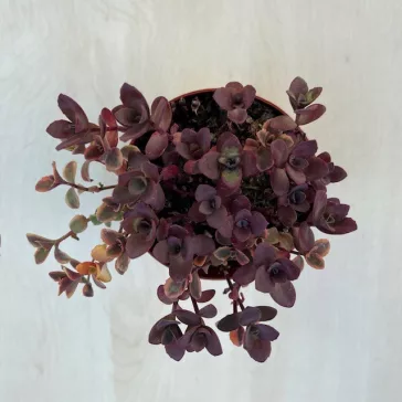 Sedum ‘Sunsparkler Cherry Tart’ S méret