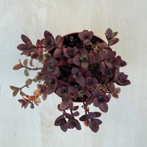 Sedum ‘Sunsparkler Cherry Tart’