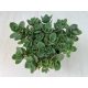 Sedum ‘Sunsparkler Lime Zinger’