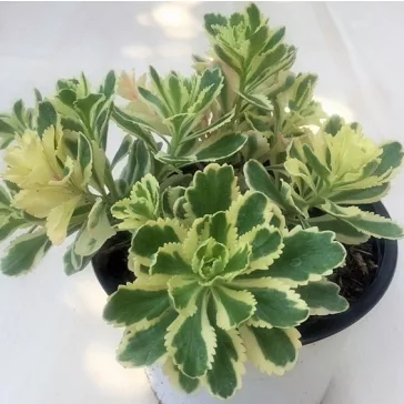   Sedum takesimense 'Atlantis' - Koreai varjúháj M méret