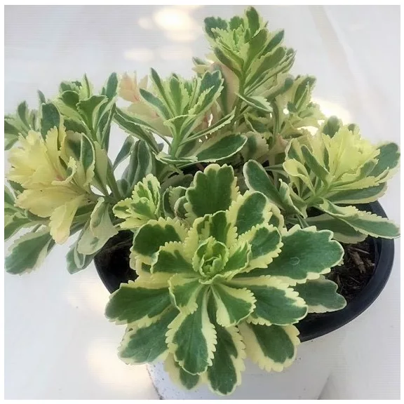 Sedum takesimense 'Atlantis' - Koreai varjúháj M méret Sedum takesimense 'Atlantis' - Koreai varjúháj M méret