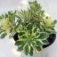 Sedum takesimense 'Atlantis' - Koreai varjúháj M méret