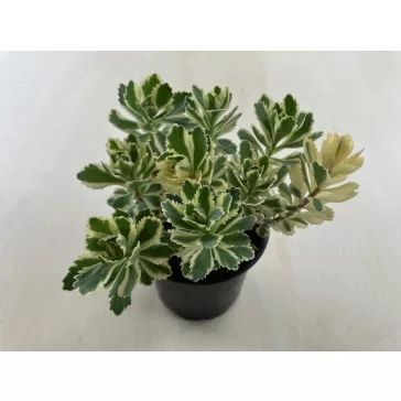   Sedum takesimense 'Atlantis' - Koreai varjúháj M méret