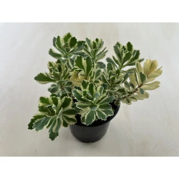 Sedum takesimense 'Atlantis' - Koreai varjúháj M méret Sedum takesimense 'Atlantis' - Koreai varjúháj M méret