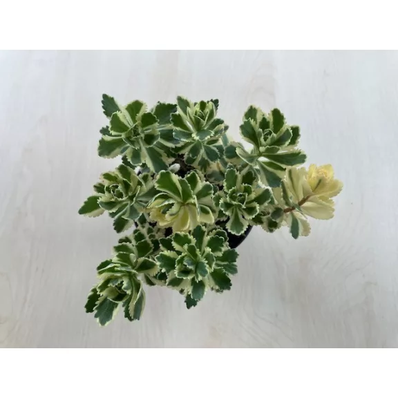 Sedum takesimense 'Atlantis' - Koreai varjúháj M méret Sedum takesimense 'Atlantis' - Koreai varjúháj M méret