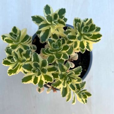 Sedum takesimense 'Atlantis' - Koreai varjúháj
