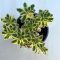 Sedum takesimense 'Atlantis' - Koreai varjúháj