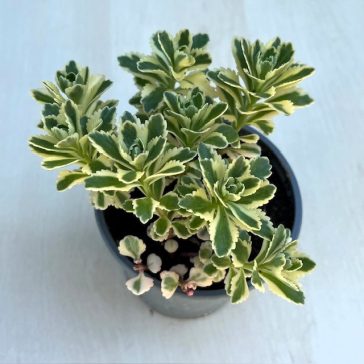 Sedum takesimense 'Atlantis' - Koreai varjúháj