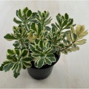 Sedum takesimense 'Atlantis' - Koreai varjúháj
