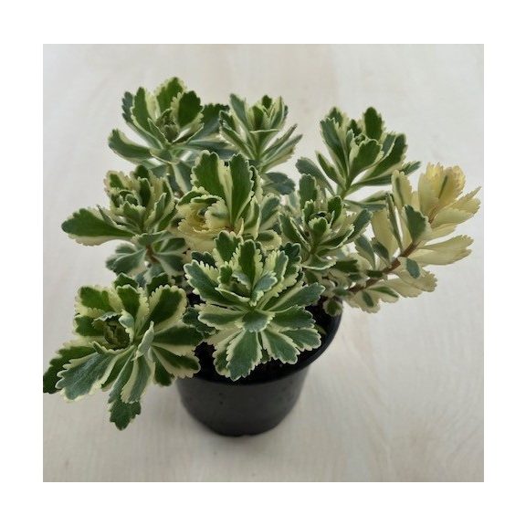 Sedum takesimense 'Atlantis' - Koreai varjúháj