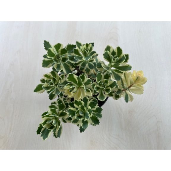 Sedum takesimense 'Atlantis' - Koreai varjúháj