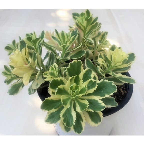 Sedum takesimense 'Atlantis' - Koreai varjúháj
