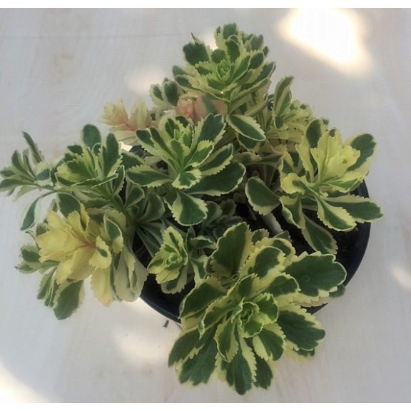 Sedum takesimense 'Atlantis' - Koreai varjúháj