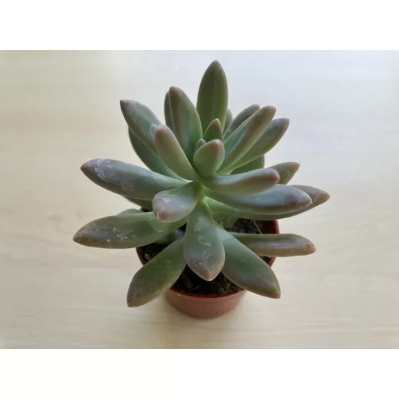 Sedum 'Viola'