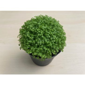 Selaginella apoda