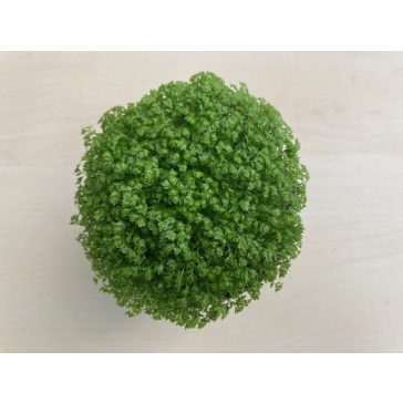 Selaginella apoda