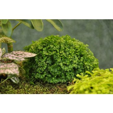 Selaginella apoda