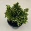 Selaginella martensii jori