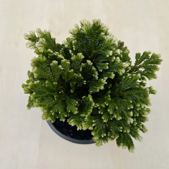 Selaginella martensii jori